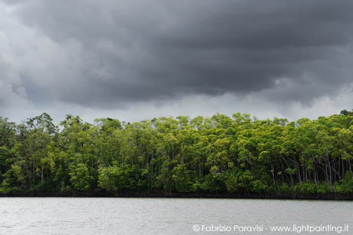 Daintree River