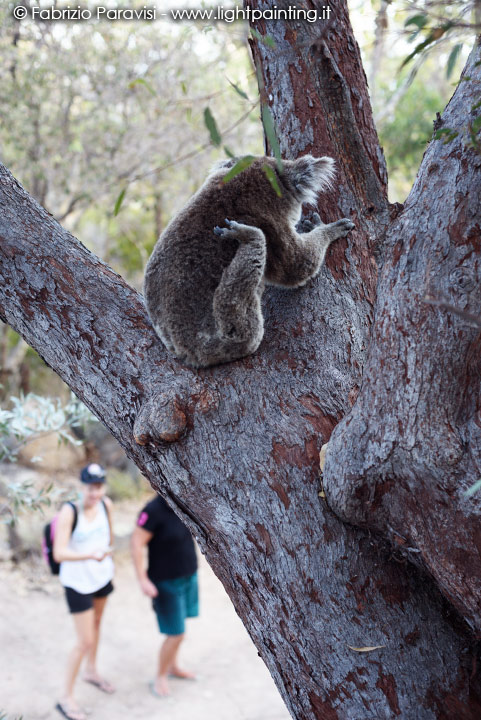 Koala magnetic island