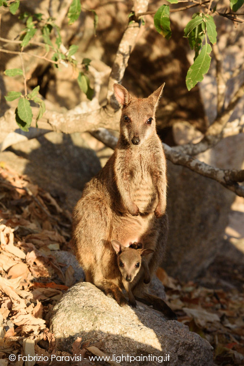 Wallaby magnetic island