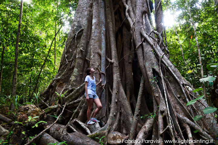 Daintree forest