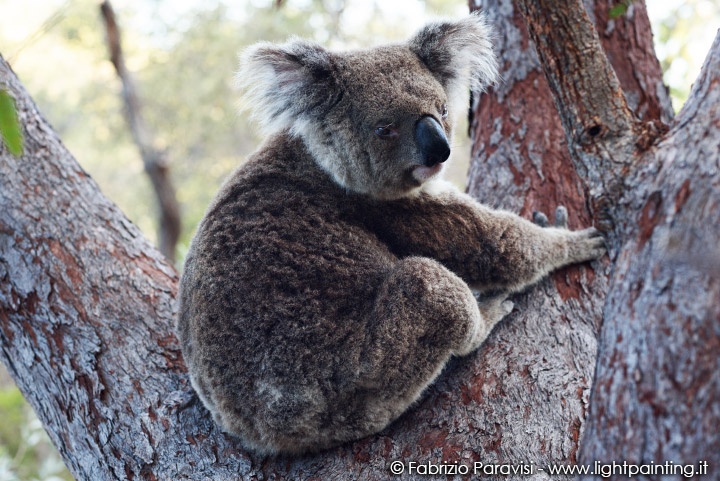 Magnetic Island koala