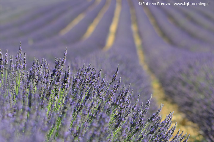 Fioritura della lavanda in provenza