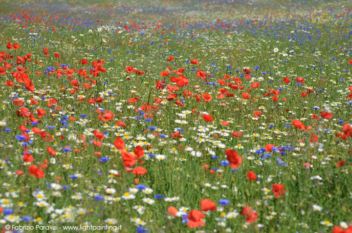 castelluccio